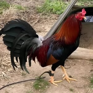 Rooster