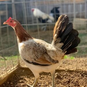 Blue face hen