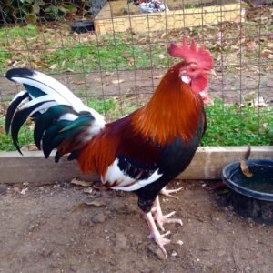 Dark Hatch Cock For Sale